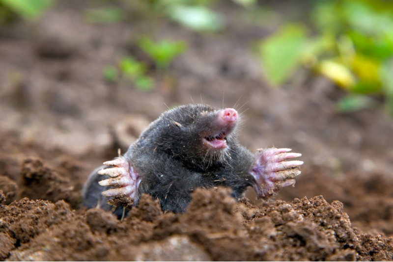 Как прогнать крота с дачи?