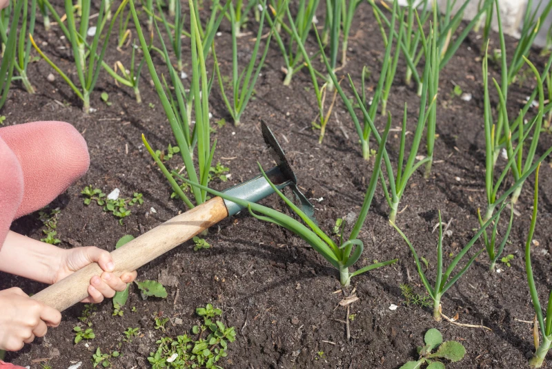 Сорняки наступают