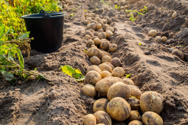 Лучшее удобрение для картофеля