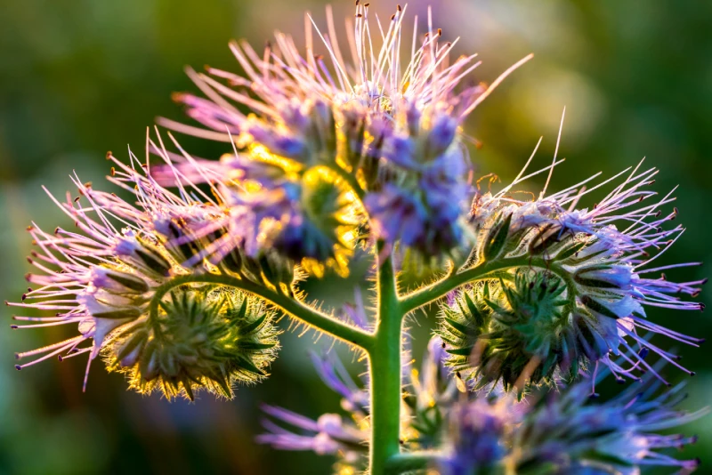Зачем сеять фацелию