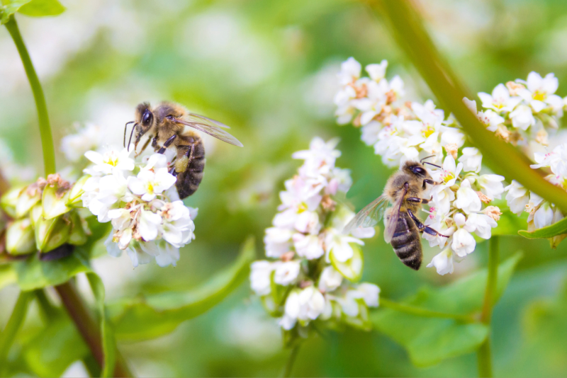 Гречиха как сидерат и медонос