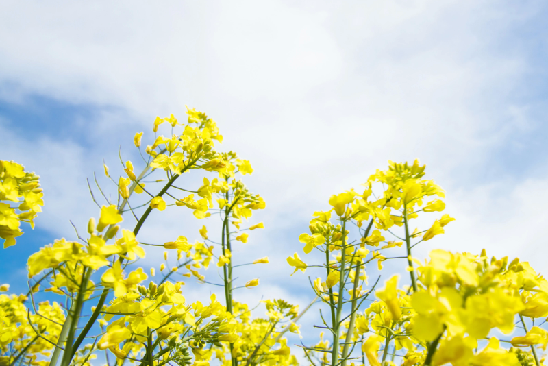 Полезные растения против сорняков