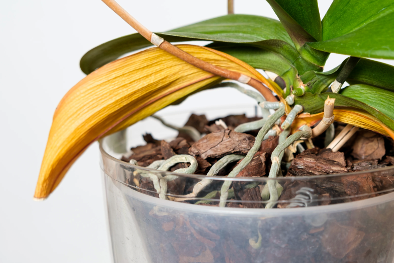 Болезни и вредители орхидей