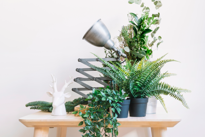 Свет и тепло зимних дней