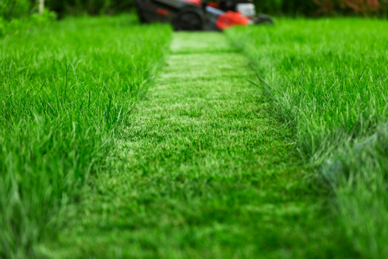 Оригинальные летние удобрения 