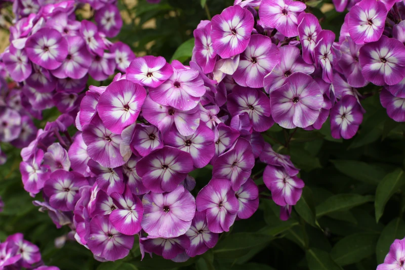 Флоксы без хлопот