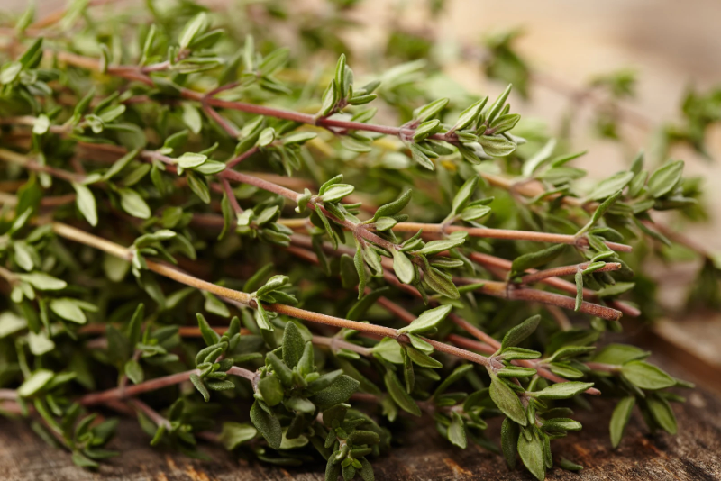 Исцеляющая сила чабреца