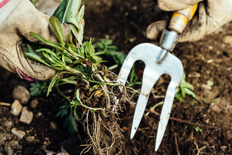 Сорняки как индикаторы почвы