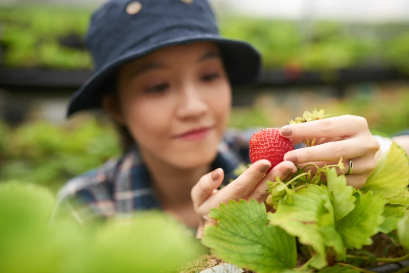 Что делать с клубникой