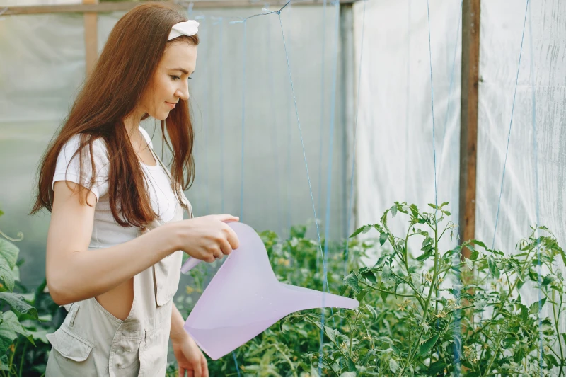 Жара на огороде