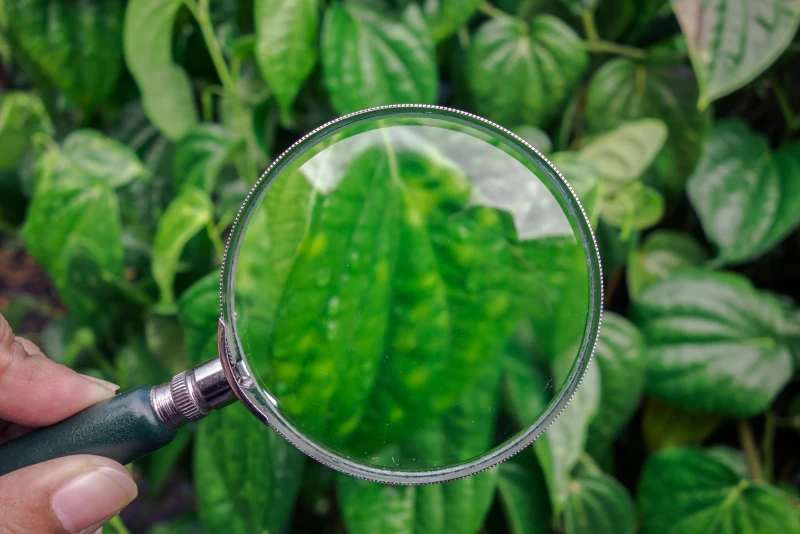 Листья сигналят беду