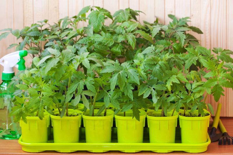 Что посеять на рассаду в марте 2025 года