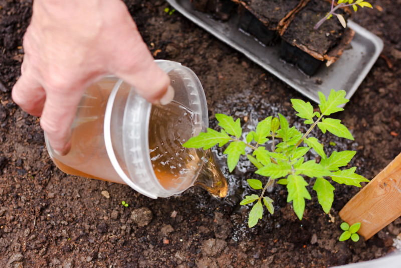 Янтарная кислота для растений