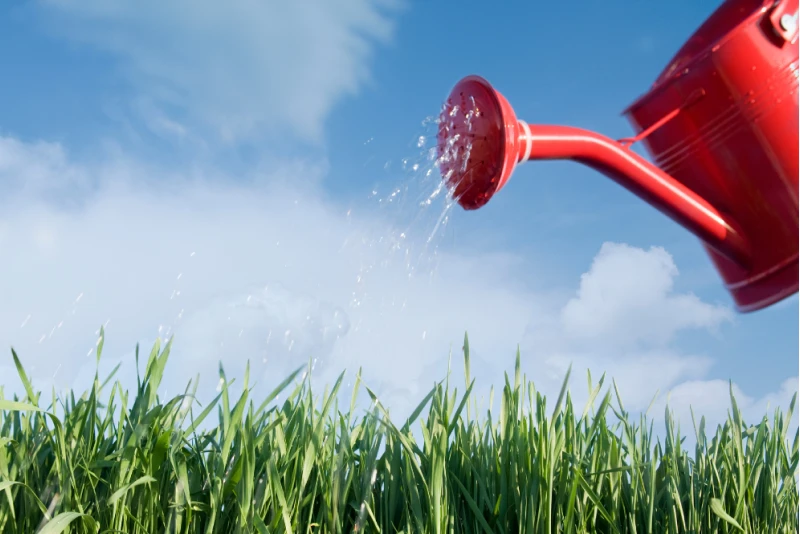 Газон в жару