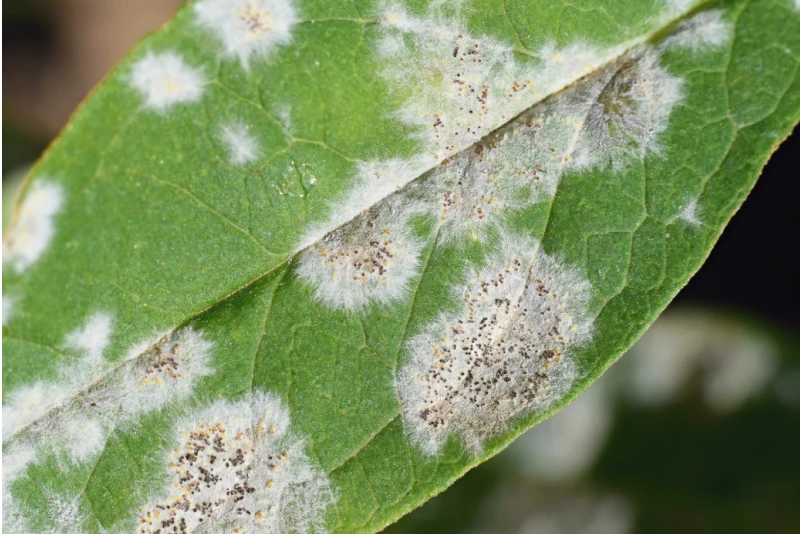 Мучнистая роса