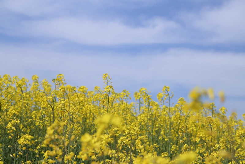 Сидераты для улучшения почвы