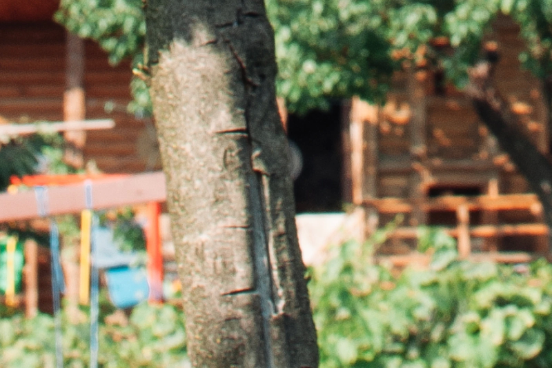 Надрезы на коре деревьев