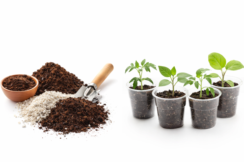 Какой грунт для рассады лучше выбрать