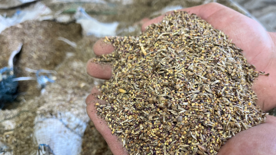 проработка. сортировка семян