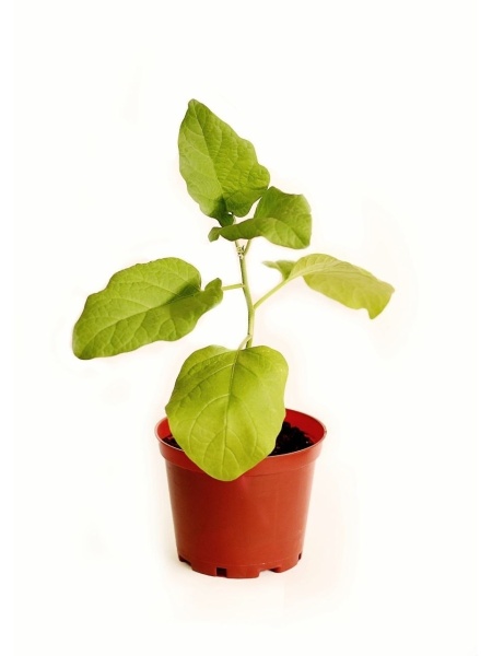 горшки для домашних растений 2 литра - товары для фермеров Сила Суздаля