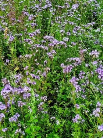 фацелия 3 кг